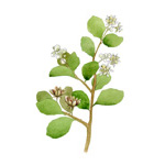 Quillaja saponaria